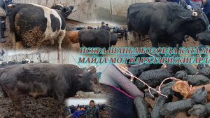 ИСКРА МОЛ БОЗОРДА КАТ МОЛ МАЙДА МОЛ НАРХЛАРИ