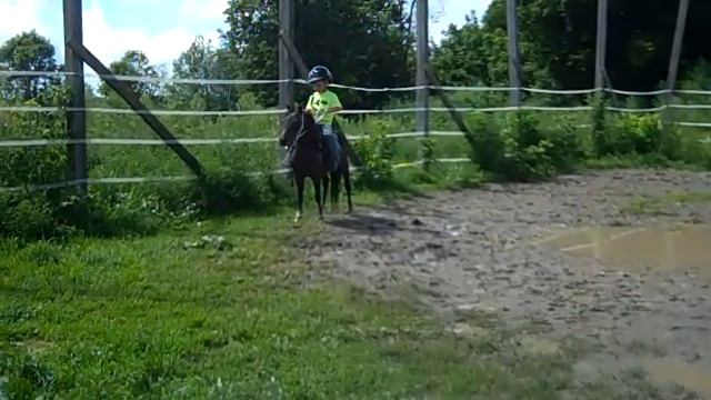 Buzz 36 Mini Gelding Trying out the role of riding pony! смотреть онлайн