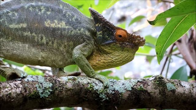 Male Parsons Chameleon смотреть онлайн