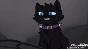 [﹤°|||коты воители клип Бич восстань!|||°﹥]