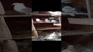 в гостях у голубеводов Кубани