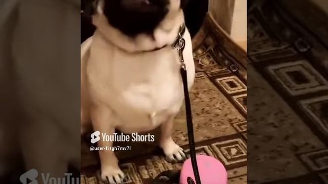 Мопс Милка смотреть онлайн