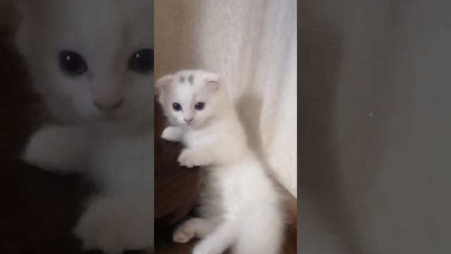 #котики #котята #манчкины #манчкин #милоевидео смотреть онлайн