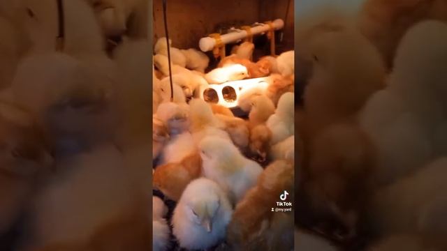 Суточные цыплята кросс ломан браун #shorts смотреть онлайн