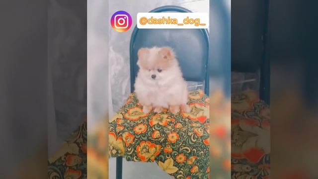 История Даши||Alli Gla Pets смотреть онлайн
