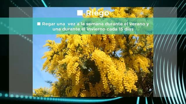 MIMOSA смотреть онлайн