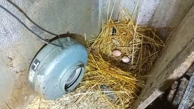 ТЕПЛО В ПТИЧНИКЕ БЕЗ ОБОГРЕВАТЕЛЯ! САМИ СЕБЯ ГРЕЮТ. смотреть онлайн