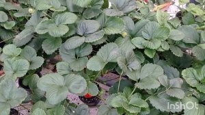 СИЗОЖЕ. Неприхотливый сорт с изысканным вкусом.