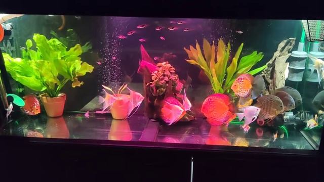 Вечерний релакс с дискусами .....