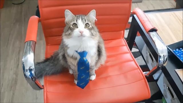 Smart Kitten Destroys Expensive Tuque Reflecting Spam Subscribers Issues смотреть онлайн