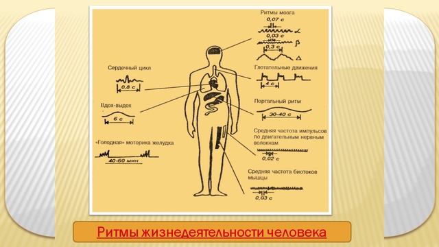 3 Биологические ритмы