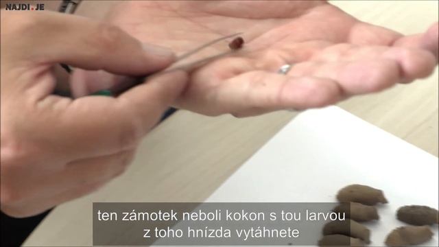 Výzkum a monitoring hnízd kutilky asijské – Najdi je! смотреть онлайн