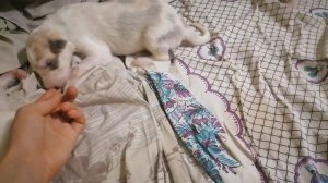 Щенки русской борзой от Догона и черемши. 10 дней. Прозрели и ходят. Первая игра