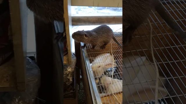 Нутрия одиночка)) смотреть онлайн