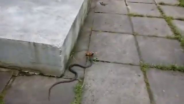 KING COBRA VS KOMODO DRAGON कौन जीतेगा। смотреть онлайн