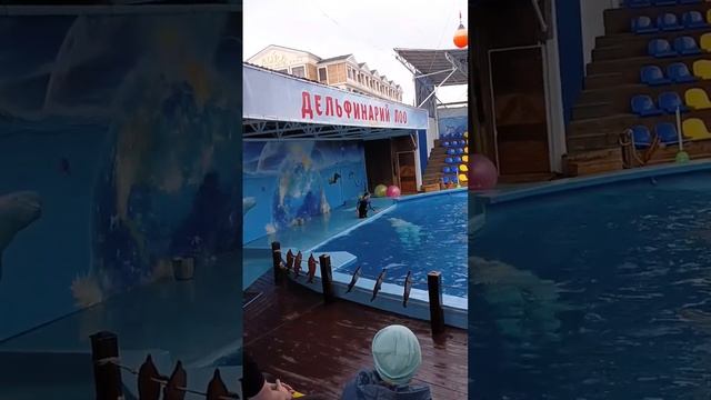 Белые Дельфины! Часть 3! (видео) смотреть онлайн