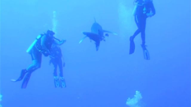 Diving with Oceanic White Tip shark (Longimanus) in Egypt смотреть онлайн