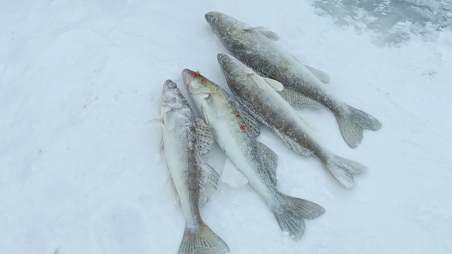 ТРУДОВОЙ ПОИСК СУДАКА С СИЛЬНЫМ ВЕТРОМ.РЫБАЛКА НА СУДАКА.ВСЁ-ТАКИ Я ЕГО НАШЁЛ. смотреть онлайн