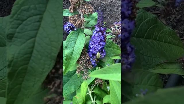 Hummingbird Hawk Moth смотреть онлайн