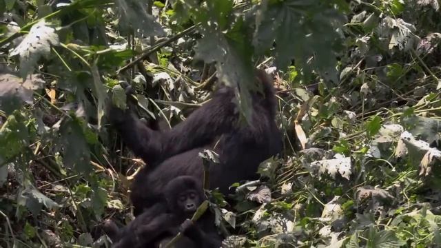 Eastern Lowland Gorilla Video | One of the largest subspecies of the Great Apes смотреть онлайн