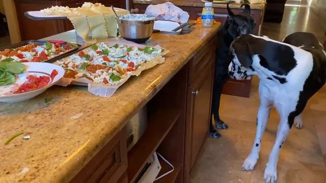 Polite Great Dane Sample Lasagna Roll Ups Ingredients смотреть онлайн