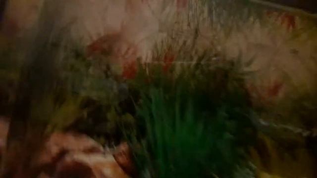 Мотя намного умнее любой собаки..... смотреть онлайн