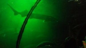 Семейный отдых, Анапа 2015