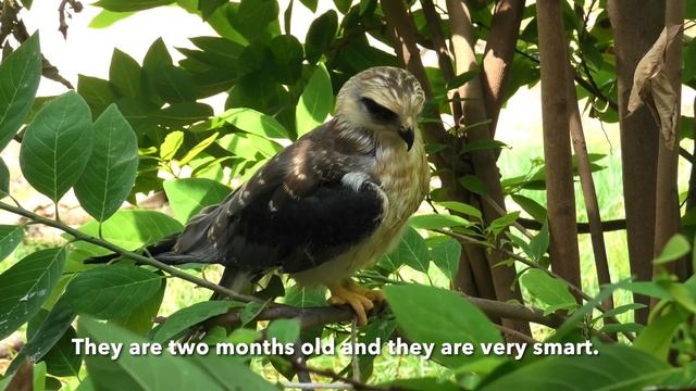 They are two months old and they are very smart. - 4K #birdworld #babybirds #animals смотреть онлайн