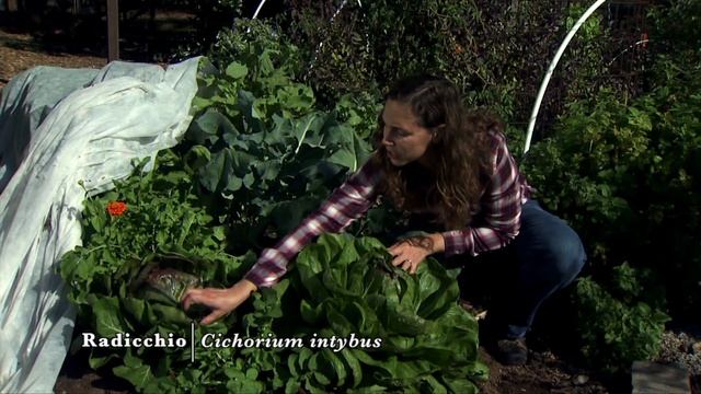 Radicchio