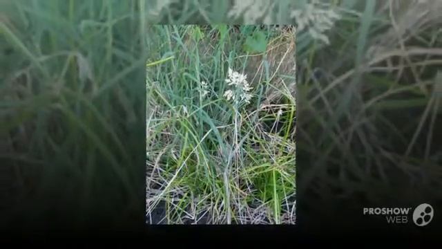 Holcus - garden plants смотреть онлайн