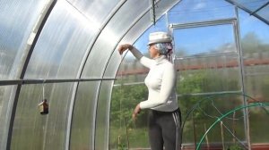 6 соток 25 мая 2020 год. Огурцы и томаты подвязка. Круговорот в природе..