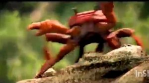 крабики флексят под фонк