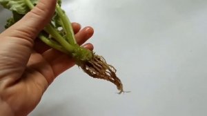 Грунт для фитильного полива фиалок Лечуза Пон (Lechuza Pon)