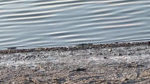 Ko'ldagi mushuk - Кот у озера - Cat by the lake смотреть онлайн