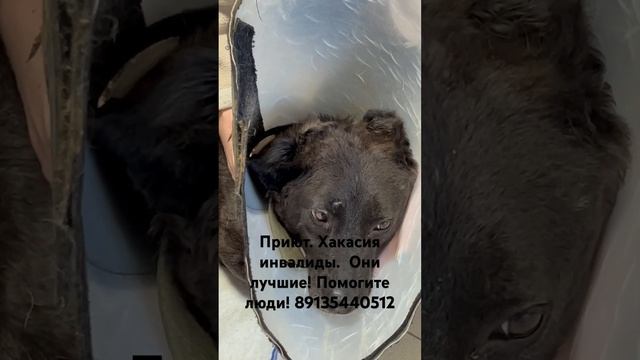 Сказки из жизни. Приют Хакасия инвалиды Нюшка. Лечение. Помощь 89135440512 смотреть онлайн