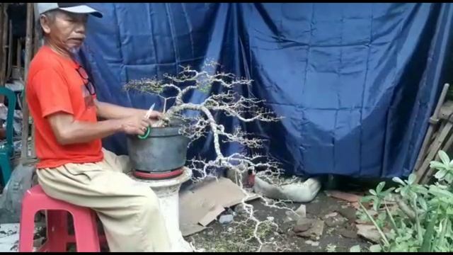 Repotting Bucida Spinosa / Black Olive / Geometrikal Tree смотреть онлайн