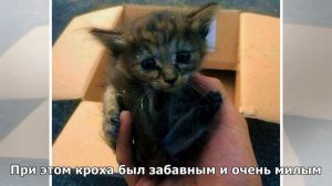 Над котенком, который беспомощно лежал в коробке, издевались равнодушные подростки