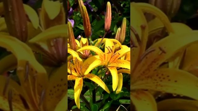 Лилия в моём саду. Дмитрий Шлапак смотреть онлайн