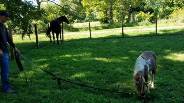 Horse meeting mini horse for first time