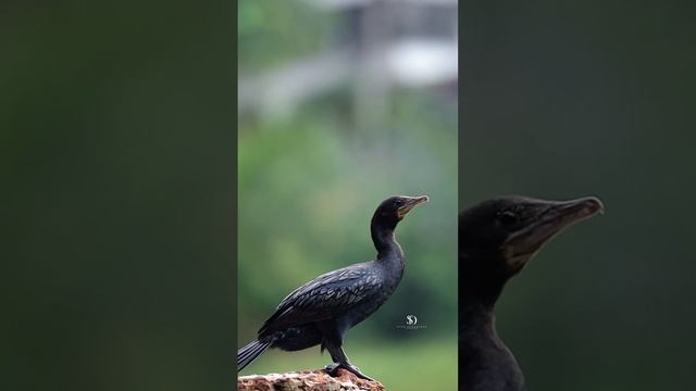 The Little Black Cormorant #photography #canon смотреть онлайн