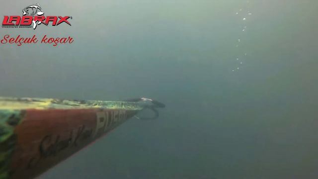 Marmara levrek avi смотреть онлайн