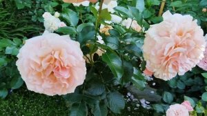 Приветы из лета🐈⬛🌹🐈.#роза Мокароза,#роза Хани Дижон,Афродита,Грейт Экспектейшен,Джулиас Роуз