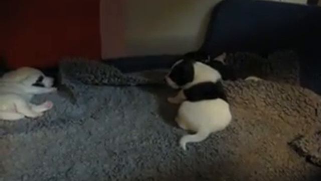 baby fox terrier walk смотреть онлайн