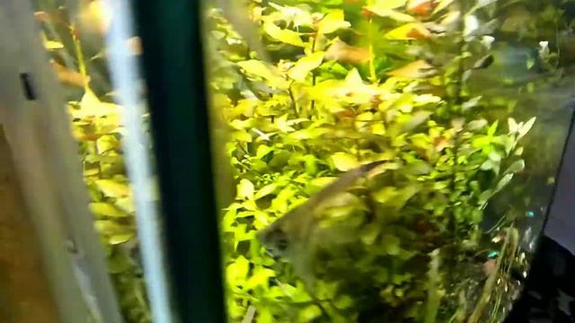 Травник с дискусами