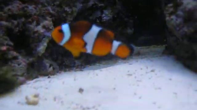 Midas Blennie 3.avi смотреть онлайн