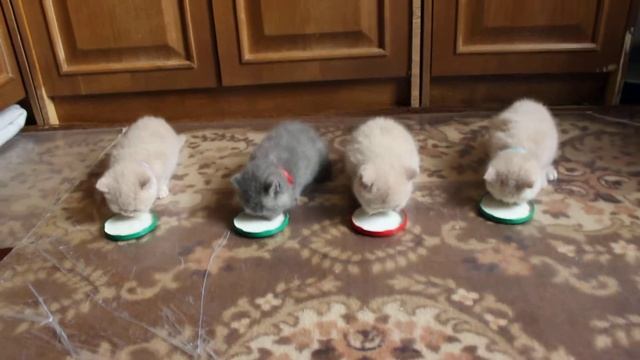 4 16 мая 4 е МОЩНЫХ едуна манной каши смотреть онлайн