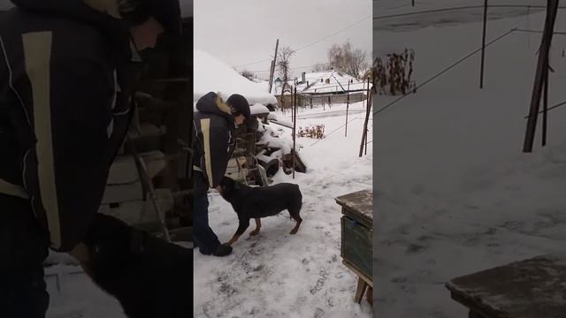 Дрессировка собаки.Приёмы управляемости. смотреть онлайн