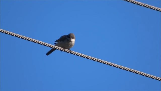 Singing Lesser Whitethroat (Sylvia curruca) piegża смотреть онлайн