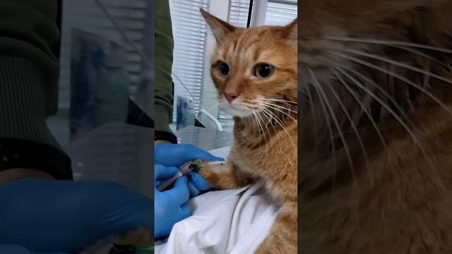 Маркизонька дорожит от страха, но принимает, как должное 😥 смотреть онлайн