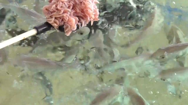 アミエビのエキスに強く反応する魚たち。アミエビドリップには強力な匂いがあり、これが魚の臭覚に訴え高い集魚効果があります。 смотреть онлайн